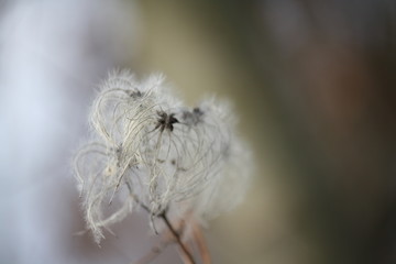 Samen einer Waldrebe