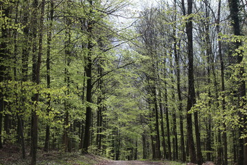 Obraz premium Wald im Frühling