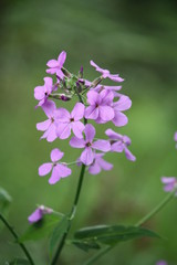 Obraz premium Wiesen-Schaumkraut