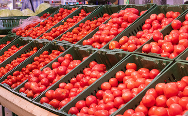 Showcase with tomatoes in a supermarket. A lot of red tomato. The choice of products. vegetables