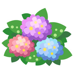 6月の初夏に咲く紫陽花（アジサイ/あじさい）のイラスト