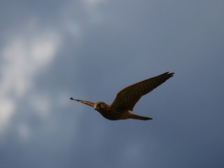 Turmfalke (Falco tinnunculus) im Rütelflug auf Futter suche
