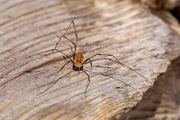 close-up of a Pholcidae (Pholcus phalangioides)