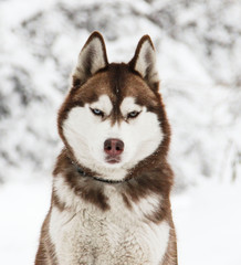 Siberian husky of a red color for a walk in a snowy forest