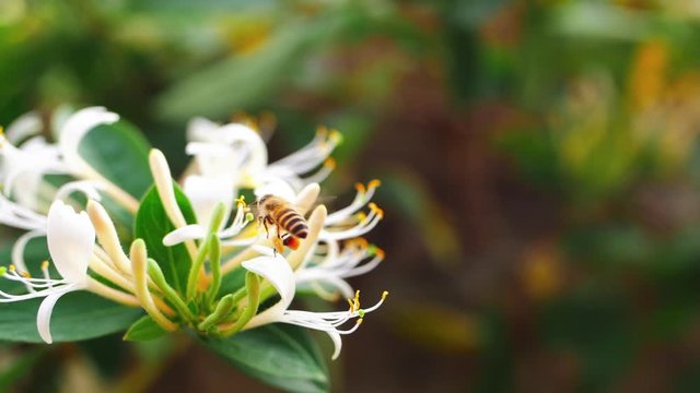 Close up of honey bee flying collection collecting nectar on honeysuckle flowers in slow motion outdoor in the nature wild life insect clips