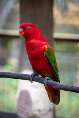 Red parrot popinjay with green yellow and blue wing feathers in Malaysia