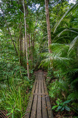 Penang National park wooden hiking path leading through tropical rain forest