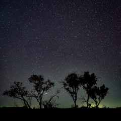 Silhouette of trees in front of dark night sky in southern hemisphere Australia
