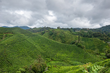 Tea plant rows covering steep mountain slopes in Cameron Highlands Malaysia