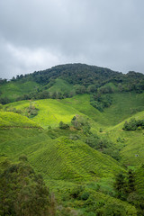 Obraz premium Tea plantation covering the rainy Cameron Highlands in Malaysia