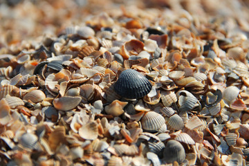  many seashells on the seashore