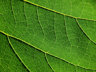 detail of green leaves texture macro style