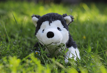  Husky dog ​​plush toy in the grass