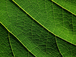 green leaf texture