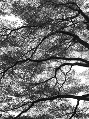 silhouette spring tree black and white style