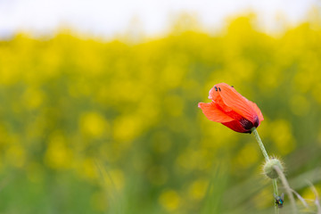 Single red poppy growing outdoors in summer