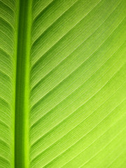 green leaf of banana tree texture