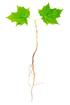 Young Maple Tree With Roots