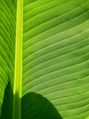 green banana leaf with shadow texture