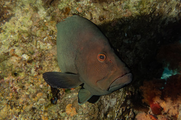 Fish swim in the Red Sea, colorful fish, Eilat Israel