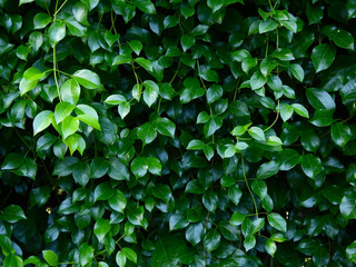 Fototapeta na wymiar green ivy plant of bush wall