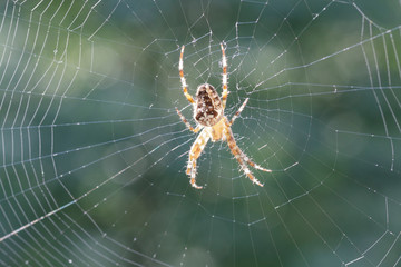 Kreuzspinne