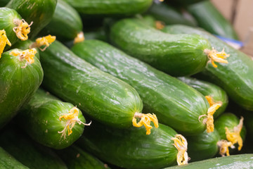 Showcase with cucumbers in a supermarket. A lot of green cucumbers. The choice of products. vegetables