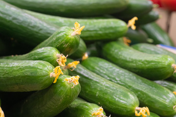 Showcase with cucumbers in a supermarket. A lot of green cucumbers. The choice of products. vegetables