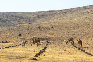 Fototapeta na wymiar Bedouin Camel Herd