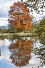 golden tree in autum sun