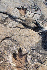 Dinosaur footprint in rock