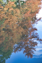 golden tree in autum sun