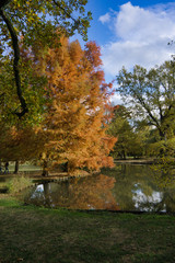 Obraz premium golden tree in autum sun