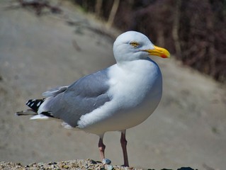 european herring gull on heligoland