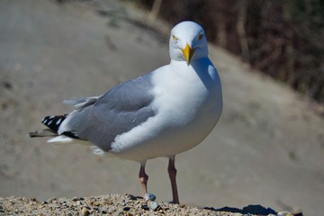 european herring gull on heligoland