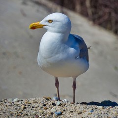 european herring gull on heligoland