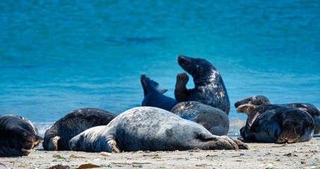 Grey seal on the beach of Heligoland - island Dune
