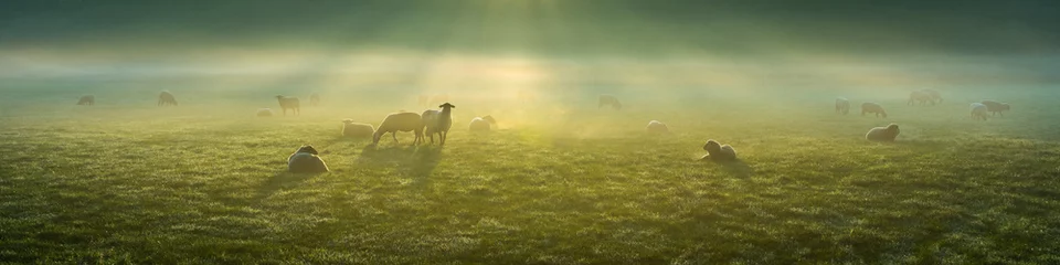 Selbstklebende Fototapeten Schafe im Frühnebel auf den Ruhrwiesen in Duisburg © Julia Hermann