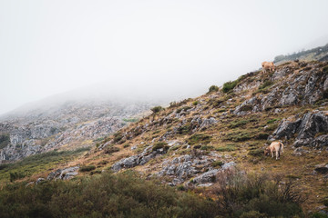 Vacas Parque natural de Somiedo