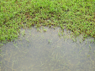 wet green grass lawn with water texture