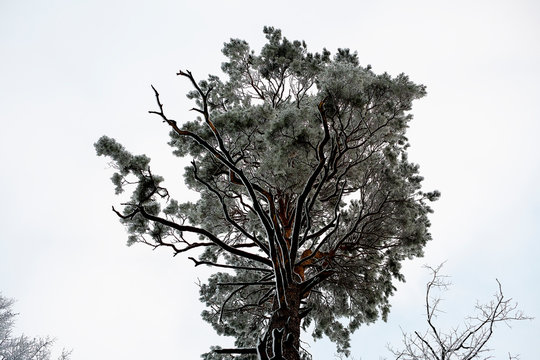&Aacute;rbol nevado.Fellbach