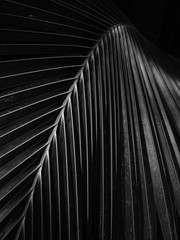 black and white coconut leaf with light and shadow