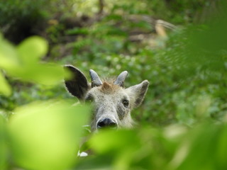 森の中の二ホンカモシカ