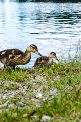 Ente und Kücken am Seealpsee
