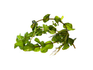 seaweed isolated on white background