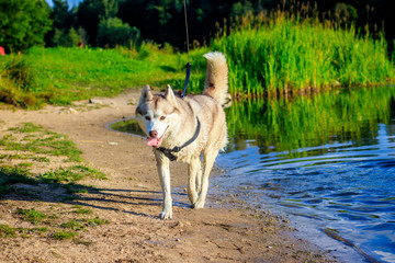 Husky portrait. Young husky dog on a walk in the water. Husky breed. Light fluffy dog. Walk with the dog. Dog on a leash. Pretty dog. A pet