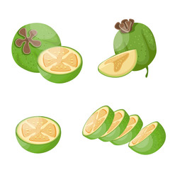 Feijoa illustration set. Cartoon set of feijoa, vector illustration.