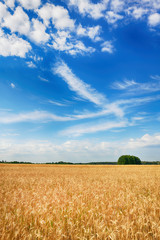 Beautiful cloudy sky over summer fields