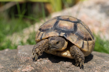 marginated tortoise (Testudo marginata) eats clover..