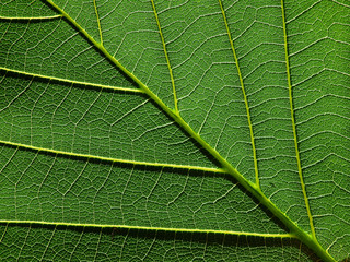 Obraz premium green leaf texture